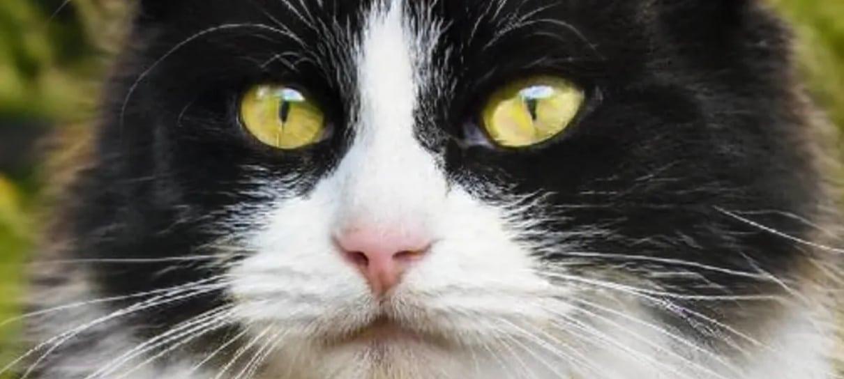 Site usa inteligência artificial para criar fotos de gatinhos