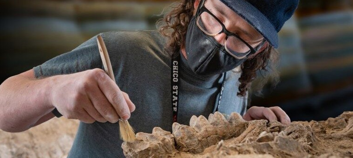 Guarda-florestal encontra fósseis de oito milhões de anos por acidente