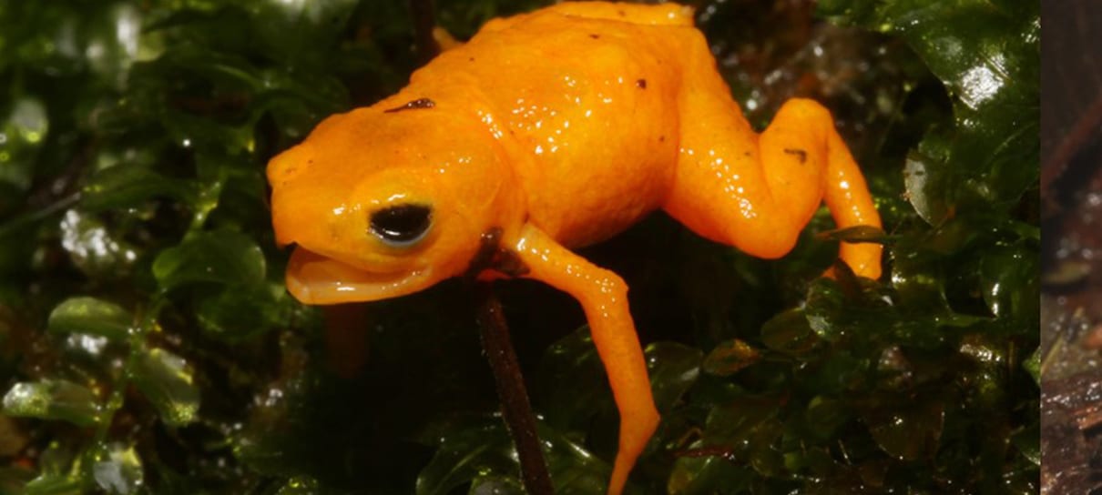 Nova espécie de sapo neon venenoso é descoberta no Brasil