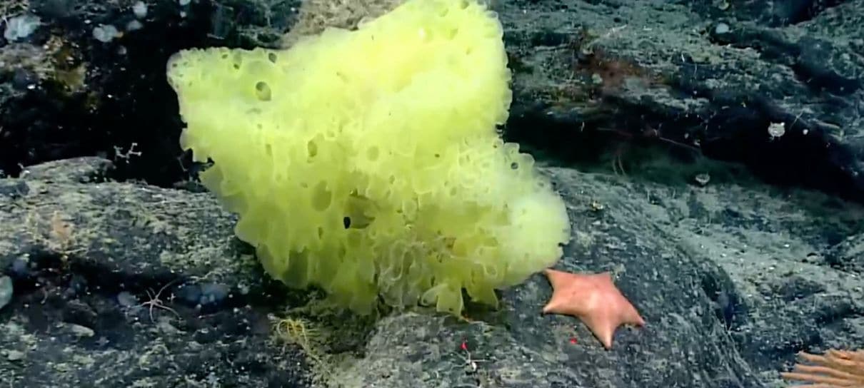 Biólogo encontra Bob Esponja e Patrick da vida real em expedição