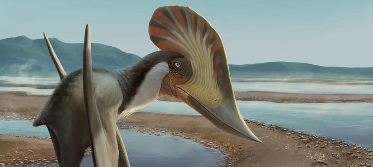 Novo pterossauro brasileiro é descoberto e recebe nome inspirado na Mulher-Maravilha