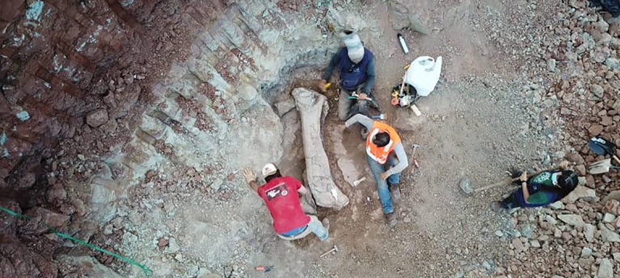 Fóssil gigante de dinossauro é encontrado durante obra de ferrovia no Maranhão
