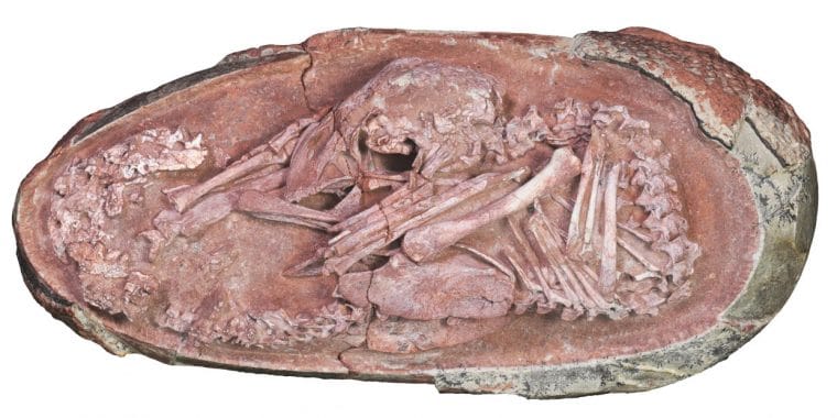 Imagem de fóssil de ovo de dinossauro