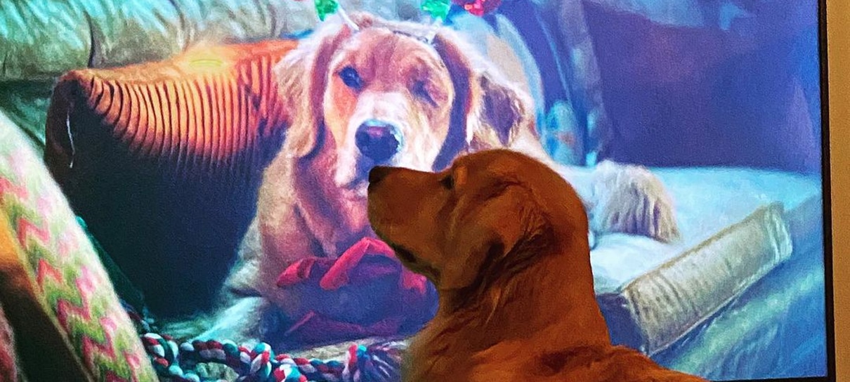 Retriever que interpreta o Sortudo em Gavião Arqueiro se vê na TV em foto fofa