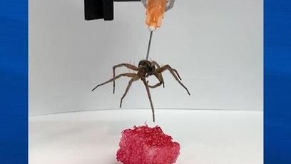 Aranhas mortas viram “necrorobôs” capazes de levantar 100 vezes o próprio peso - entenda
