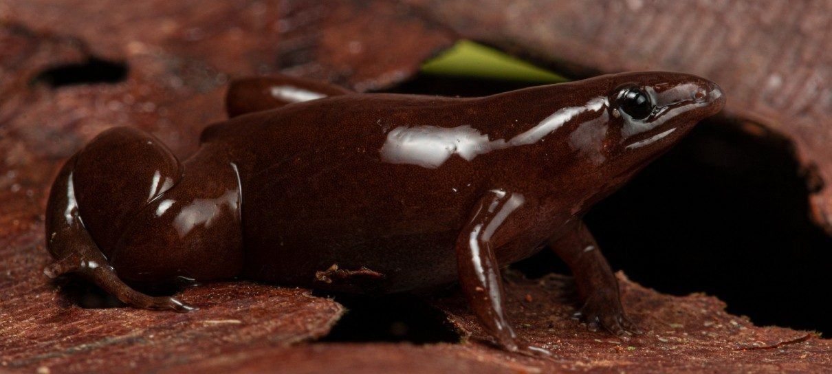 Sapinho de chocolate descoberto na Amazônia é a coisa mais fofa que você verá hoje