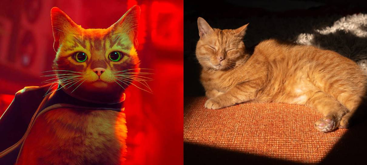 Conheça os gatos da vida real nos bastidores do jogo Stray