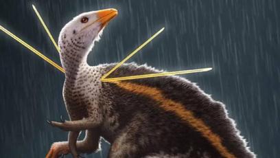 Fóssil Ubirajara jubatus voltará ao Brasil após ser retirado do Ceará