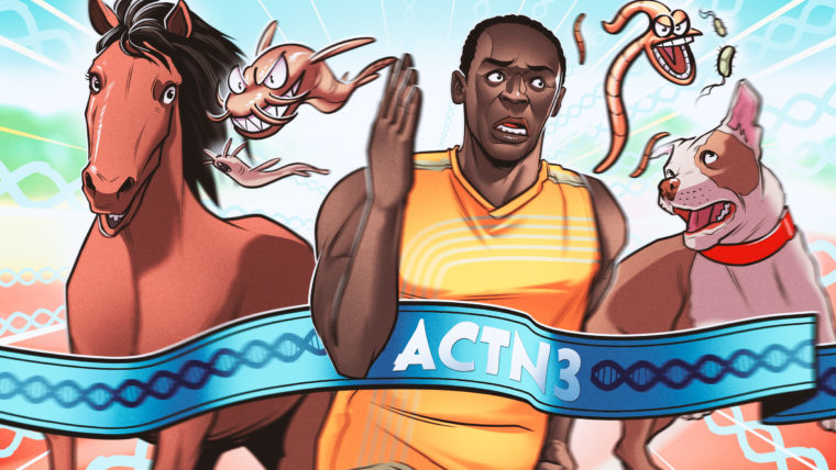 Genes atléticos