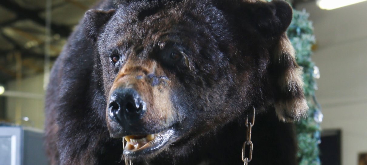 O URSO DO PÓ BRANCO - O MAIOR FILME DE URSO CHEIRAD0 DA HISTÓRIA