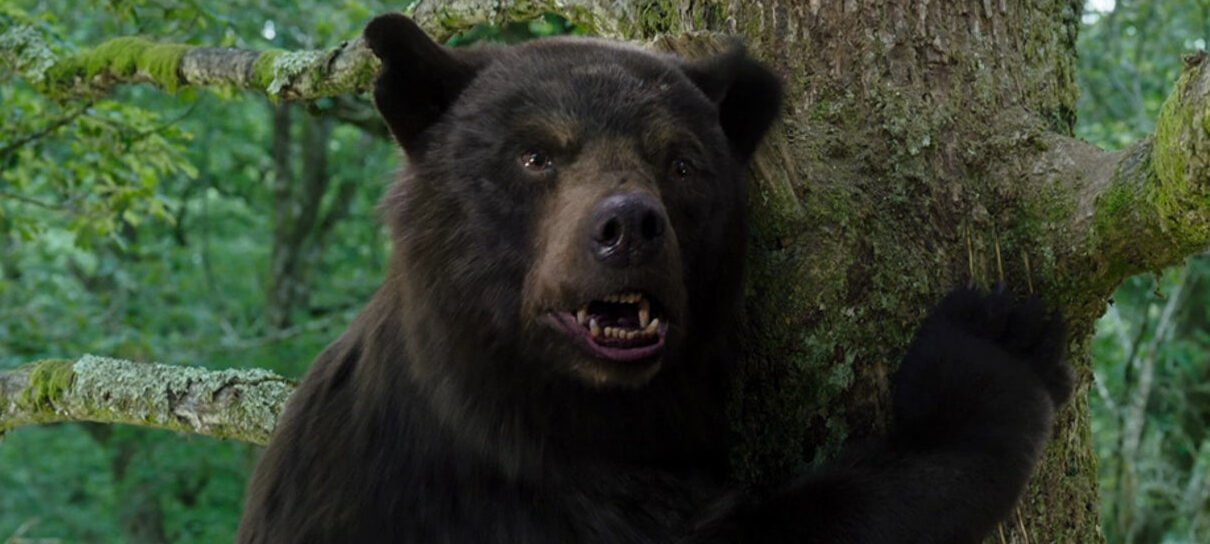 Filme sobre urso que ingere cocaína e vira assassino é baseado em