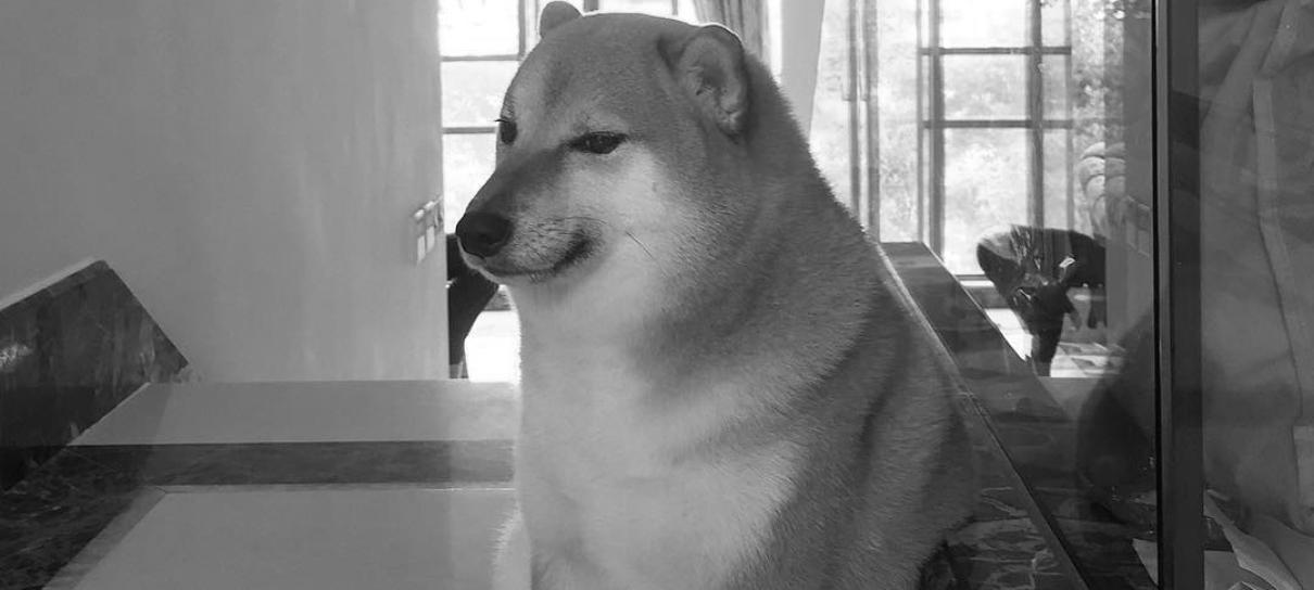 Balltze, cachorro famoso por meme preguiçoso, morre aos 12 anos