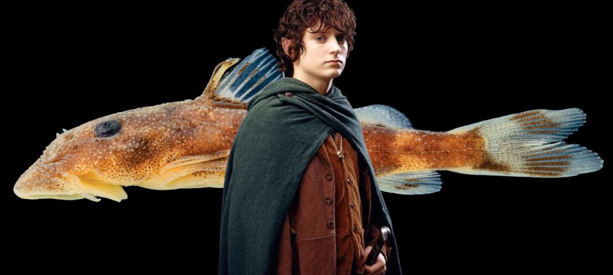 Espécie de peixe é nomeada em homenagem a Frodo, de O Senhor dos Anéis