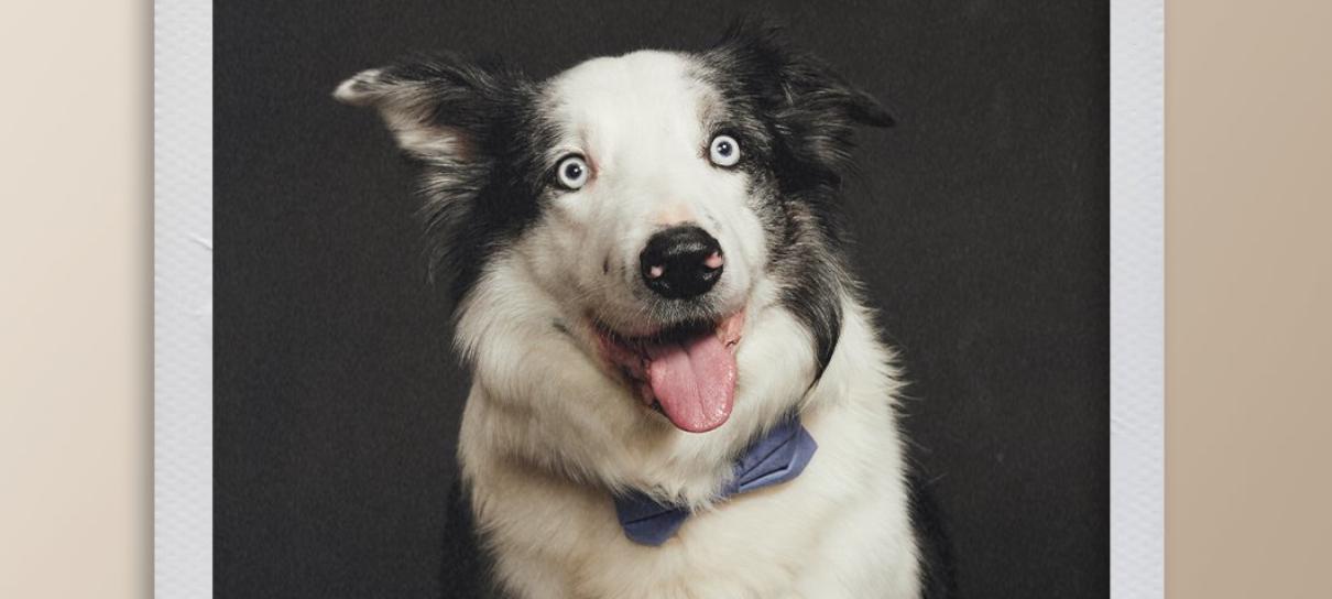 Cachorro de Anatomia de Uma Queda ganha Oscar de Melhor Bom Garoto