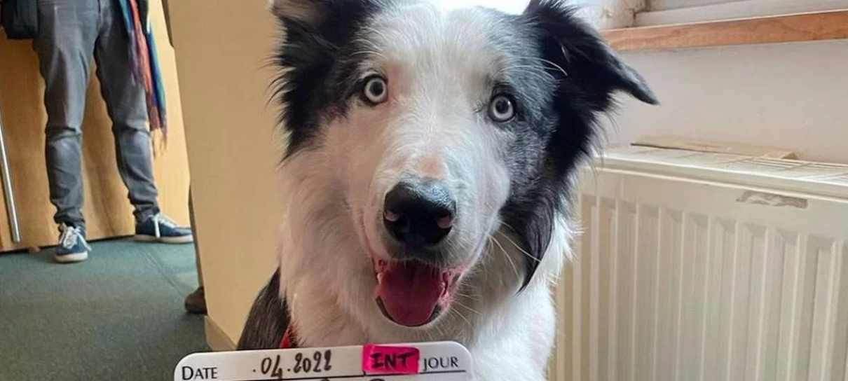 Cachorro de Anatomia de uma Queda dá show de atuação em vídeo