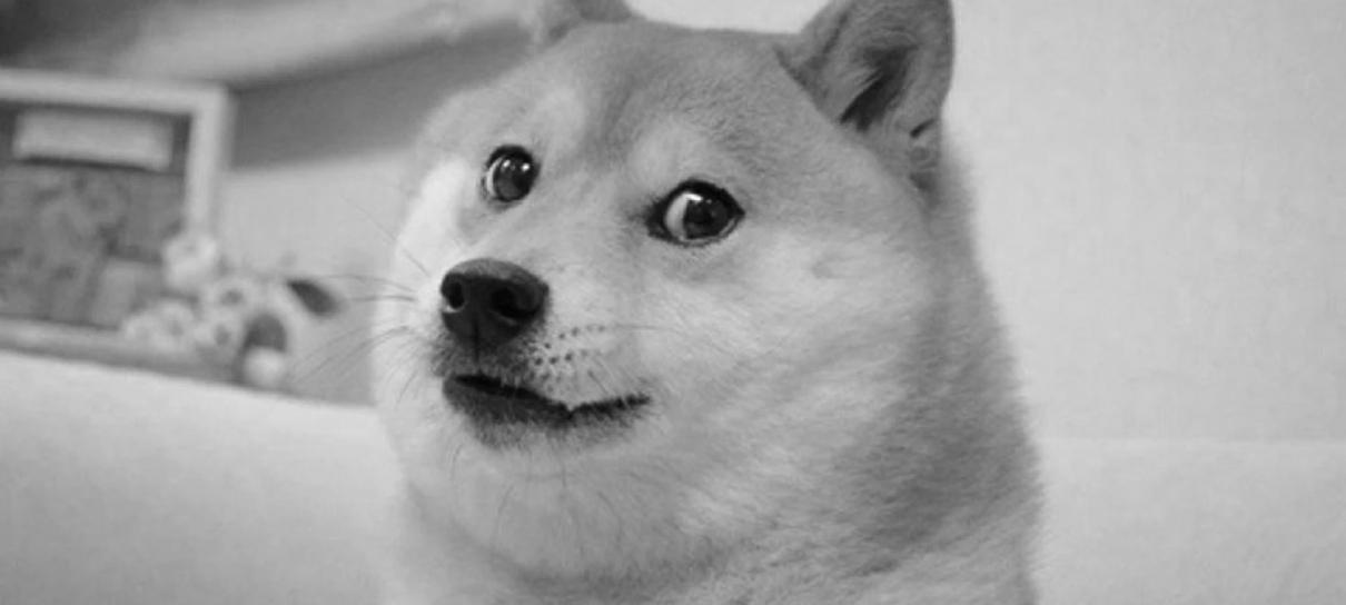 Kabosu, cachorrinha do meme Doge, morre aos 18 anos