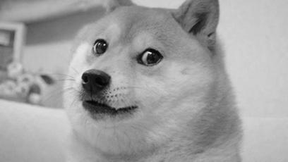 Kabosu, cachorrinha do meme Doge, morre aos 18 anos