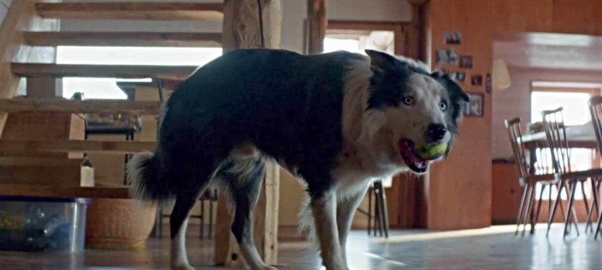 Cachorro Messi faz a alegria dos fãs em aparição no Festival de Cannes