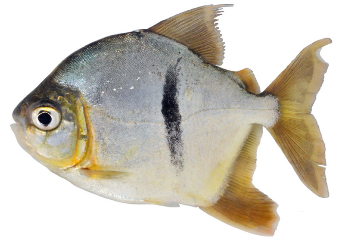 Foto de Myloplus sauron, cujo visual lembra o grande vilão de O Senhor dos Anéis (Academy of Natural Sciences/Reprodução)