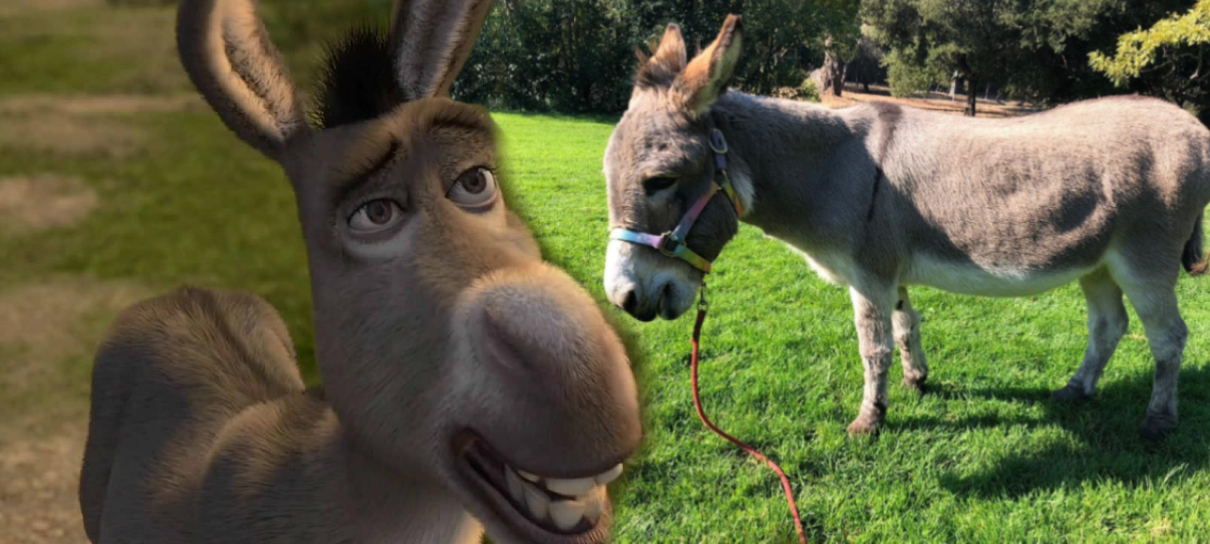 Burro real que inspirou o do Shrek passa por complicações médicas