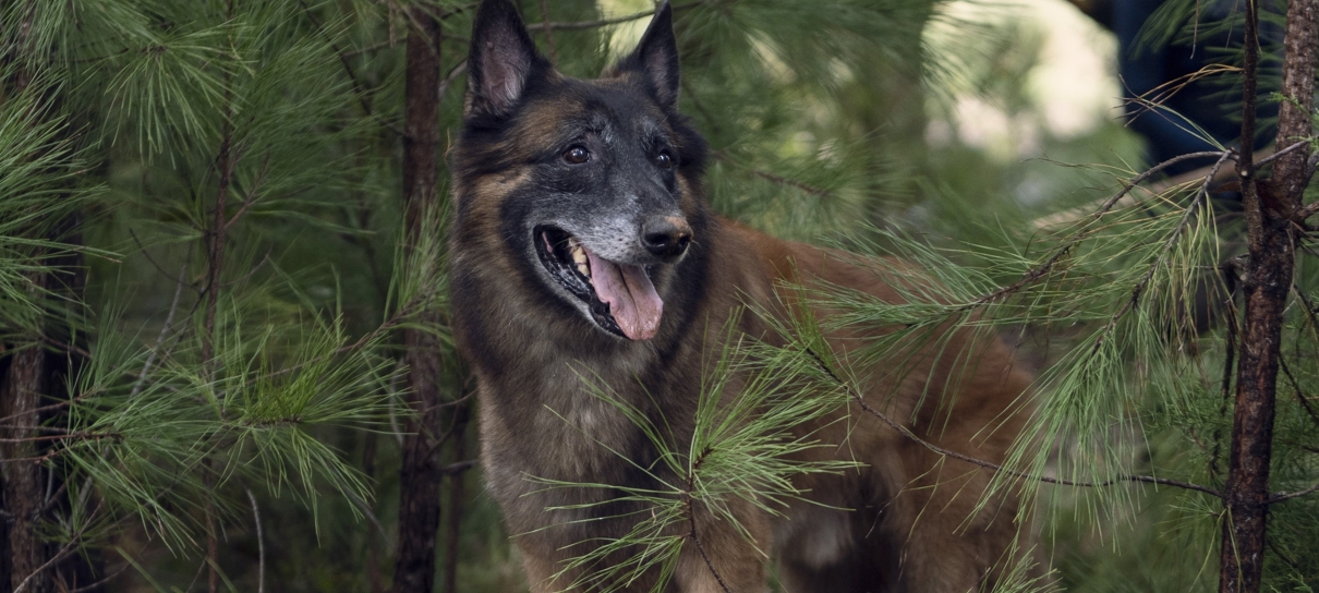 The Walking Dead: morre Seven, pastor belga que viveu cachorro de Daryl