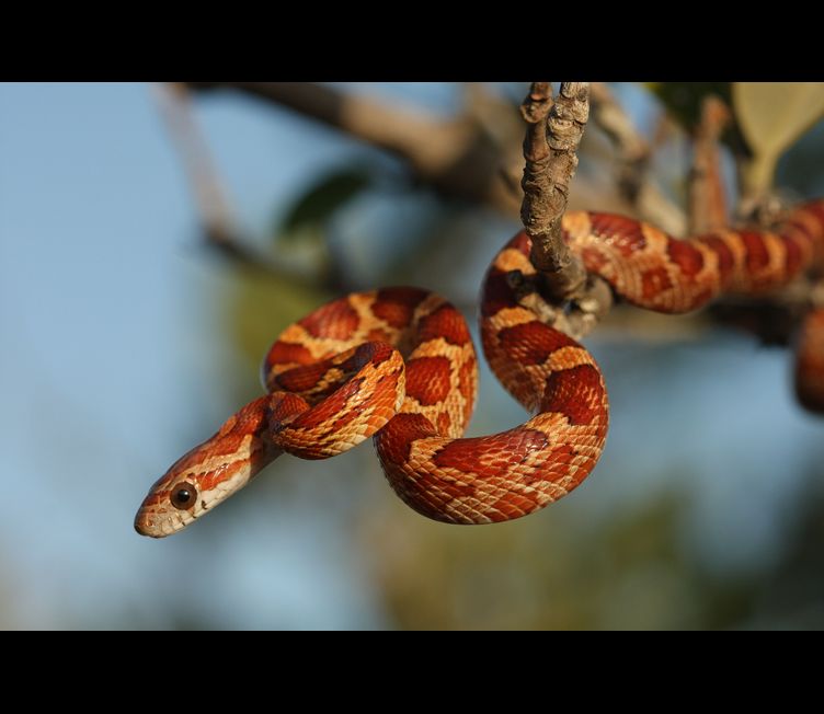 Corn Snake