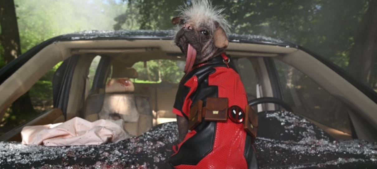 Ryan Reynolds faz homenagem divertida à Dogpool de Deadpool & Wolverine