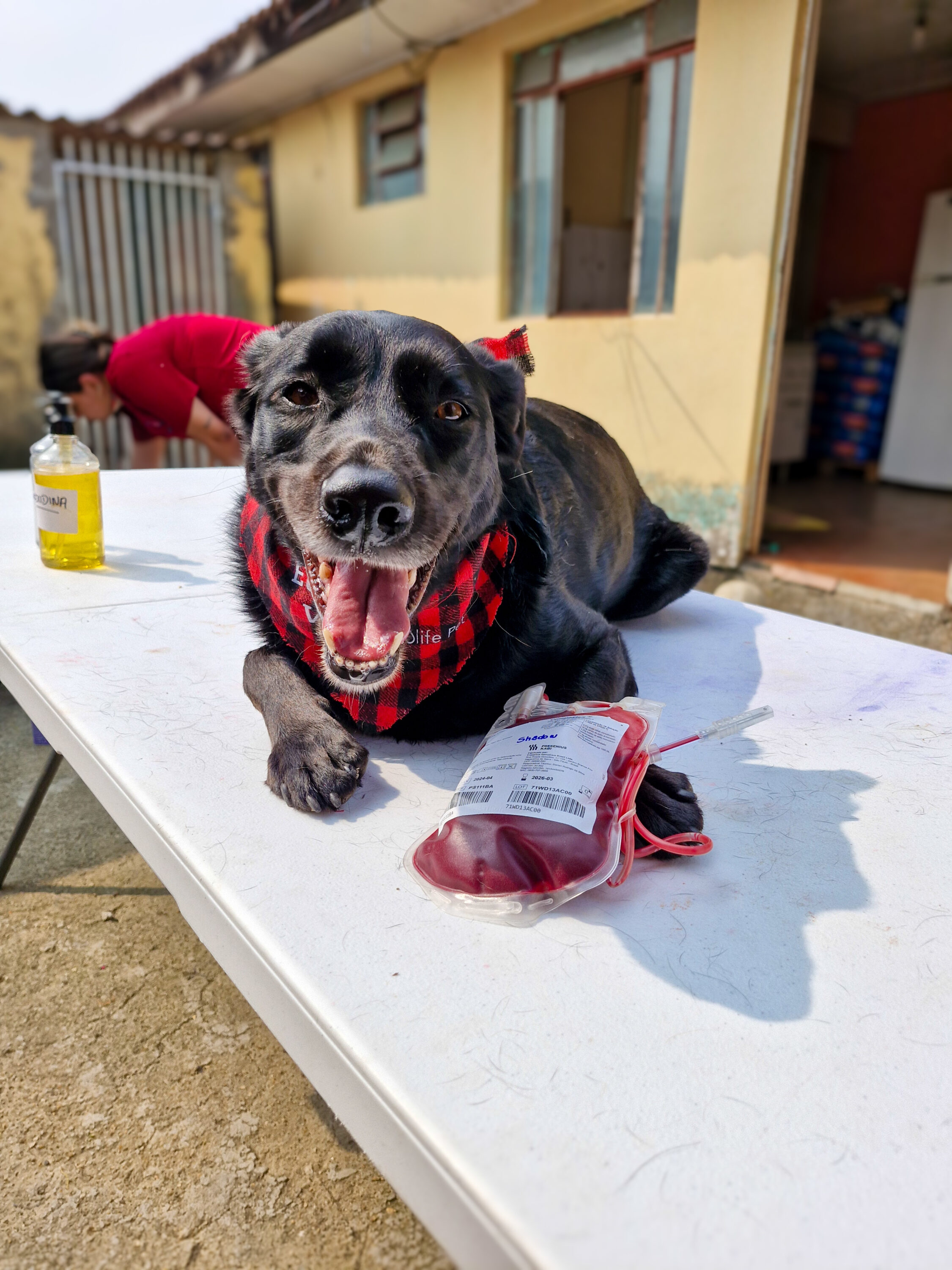Drielle Lanna - cachorrinha Cirilla