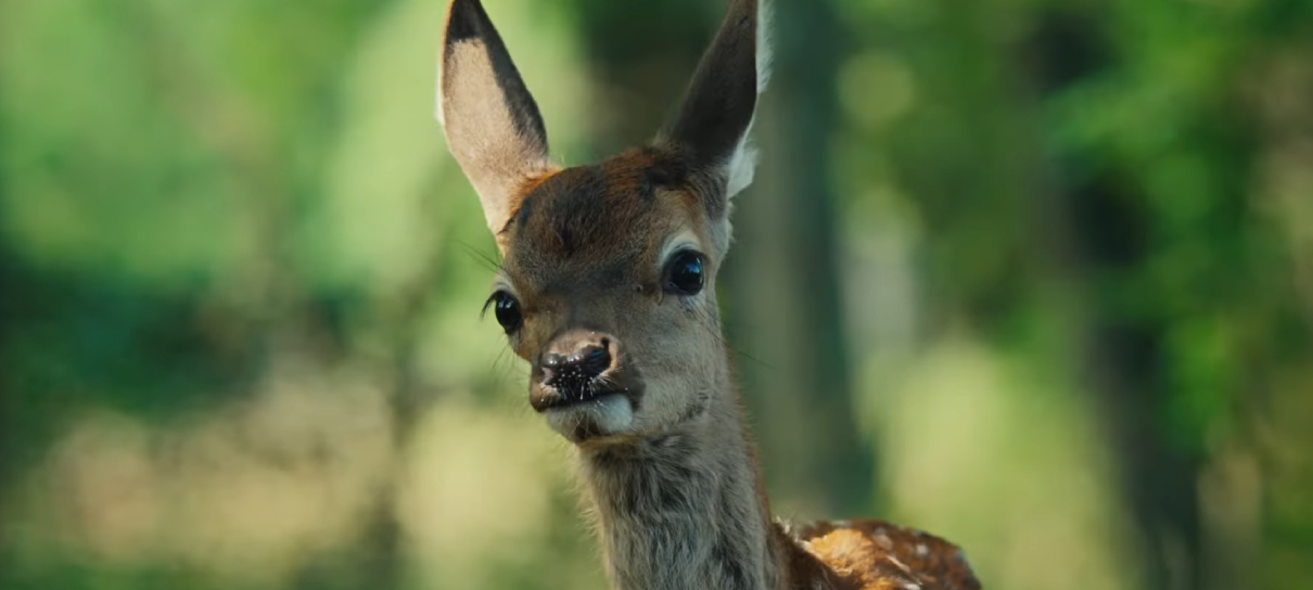 Filme de Bambi gravado com animais reais ganha trailer