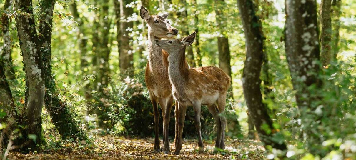 Dubladora brasileira fala sobre experiência em “documentário” do Bambi