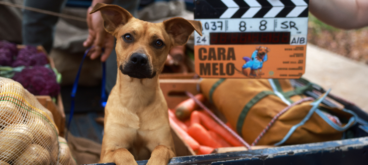 Caramelo, filme da Netflix estrelado por cãozinho fofo, ganha foto