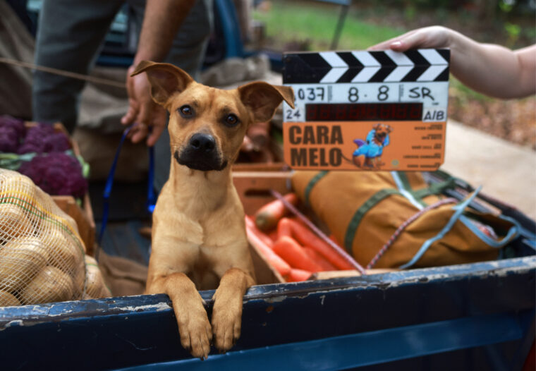 Caramelo, filme da Netflix estrelado por cãozinho fofo, ganha foto (Netflix/Reprodução)