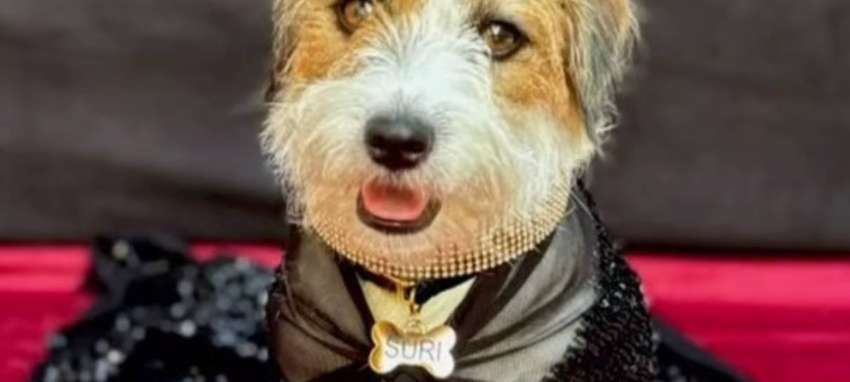 Doguinha de Ainda Estou Aqui aparece glamourosa no Oscar