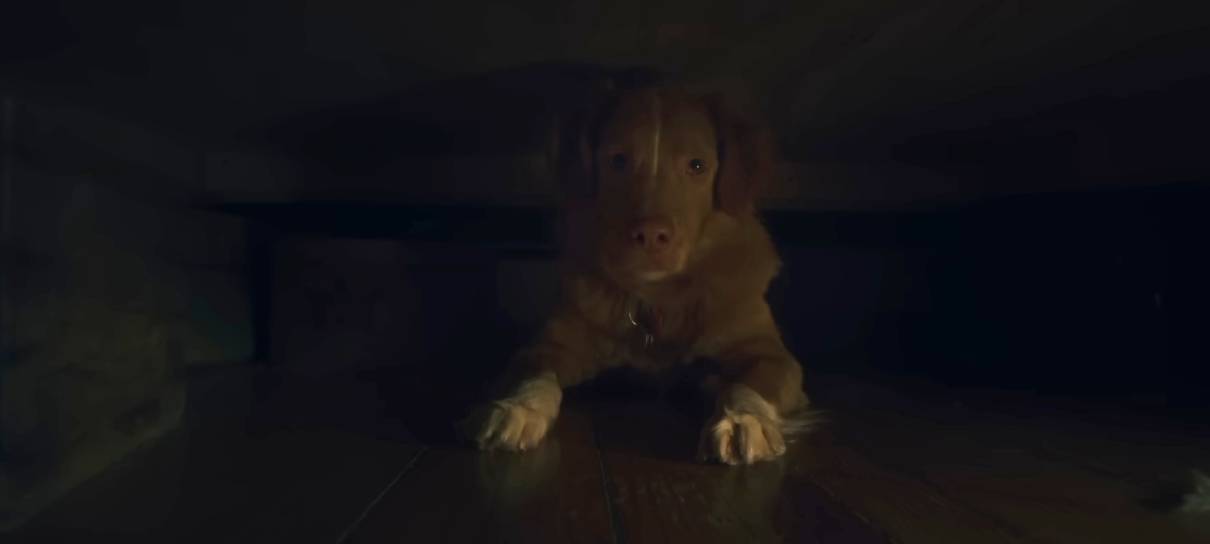 Good Boy, filme de terror estrelado por doguinho, ganha trailer angustiante