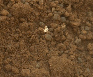 Curiosity se depara com objeto curioso em Marte