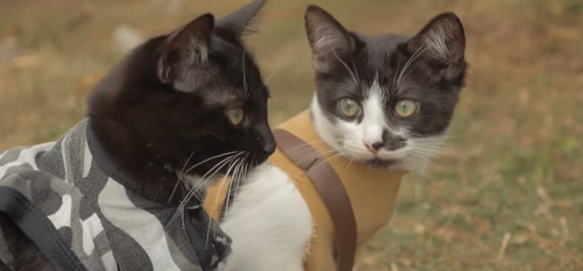 O GATO QUE VIROU ZUMBI! 🧟‍♂️🐱 