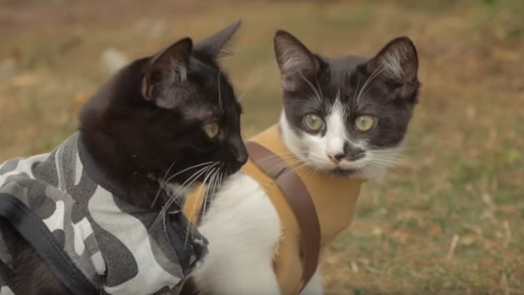 Cats vs Zombies é a versão mais adorável do apocalipse zumbi