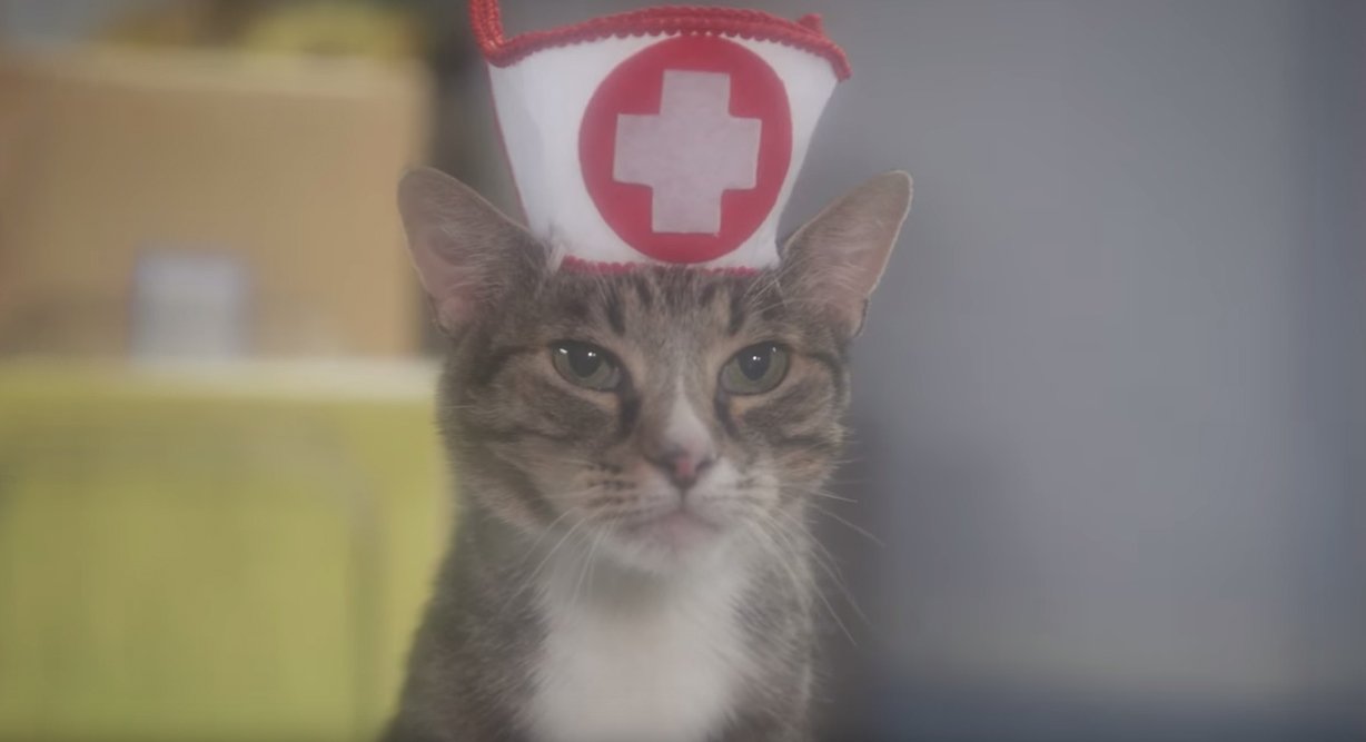 Включи том доктор. Котик медик. С днем медика котик. Котик медик гиф. Кот с аптечкой.